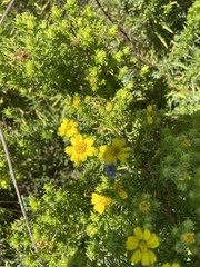 Deinandra greeneana peninsularis