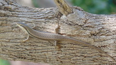 Trachylepis planifrons
