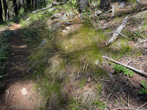 Festuca occidentalis observed 2026-06-27