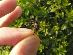 Otiorhynchus sulcatus