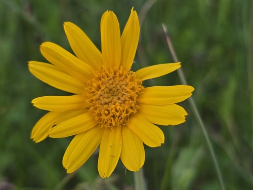 Arnica fulgens observed 2026-06-27