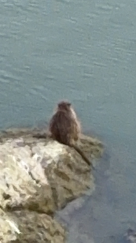 Coypu