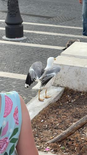Yellow-legged Gull