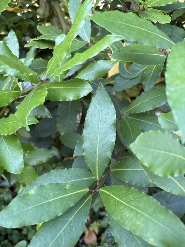 Bay laurel