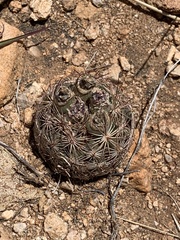 Echinomastus intertextus