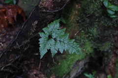 Davallia trichomanoides