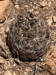 Echinomastus intertextus