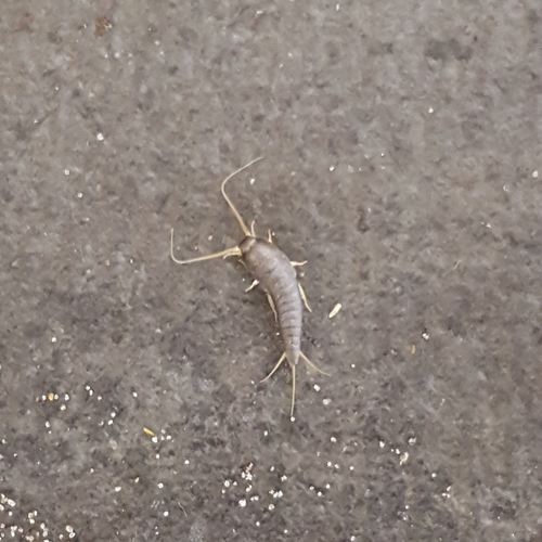 Common Silverfish, 1797 SL Den Hoorn, North Holland, Netherlands, photo 8 of 10