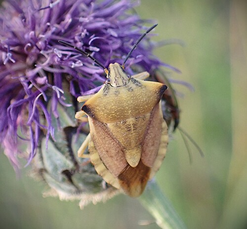 northern fruit bug