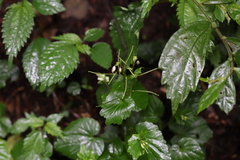 Cardamine circaeoides