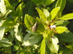 Otiorhynchus sulcatus