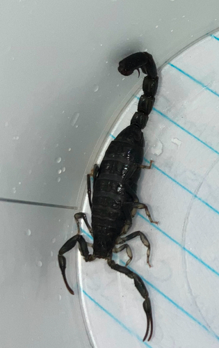 Yellow Lesser-Thicktail Scorpion