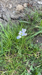 Cardamine pratensis