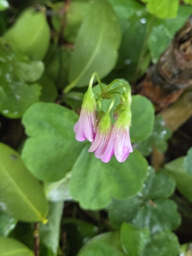 Largeflower pink-sorrel