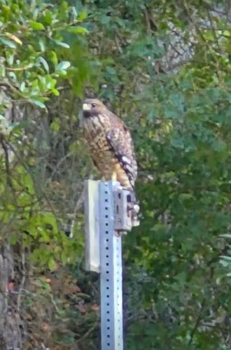 Red-shouldered Hawk
