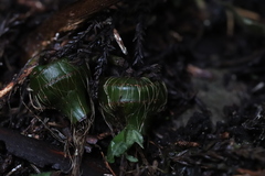 Cremastra appendiculata