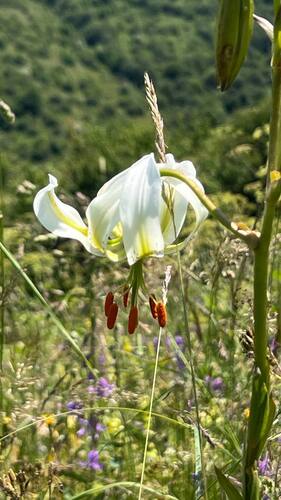 Lilium ledebourii