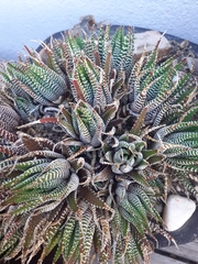 Haworthiopsis