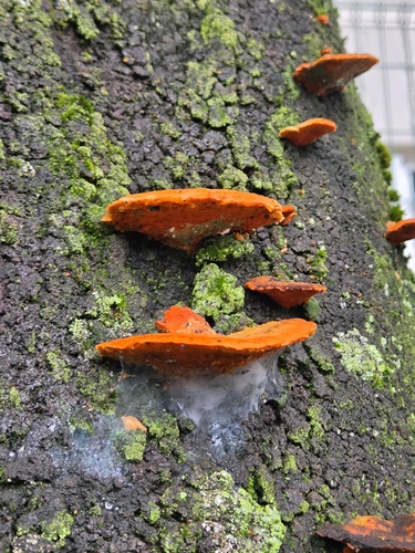 Southern Cinnabar Polypore