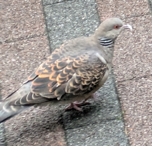 Oriental Turtle-Dove