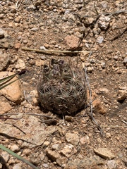 Echinomastus intertextus