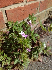 Geranium robertianum