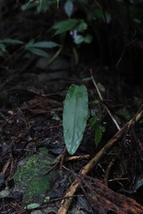 Cremastra appendiculata