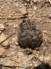 Echinomastus intertextus