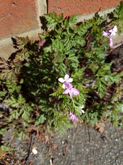 Geranium robertianum