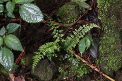 Asplenium tenuifolium