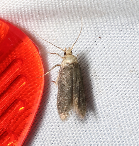 Sumac Micromoth photo 3