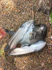 Columba livia domestica