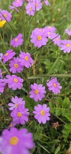 Primula nutans, 2026-06-28