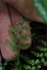 Asplenium tenuifolium