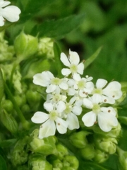 Anthriscus sylvestris