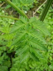 Anthriscus sylvestris