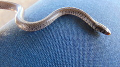 Semiornate Snake