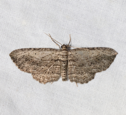 Brown Bark Carpet Moth photo 6