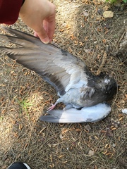 Columba livia domestica