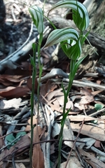 Pterostylis ampliata