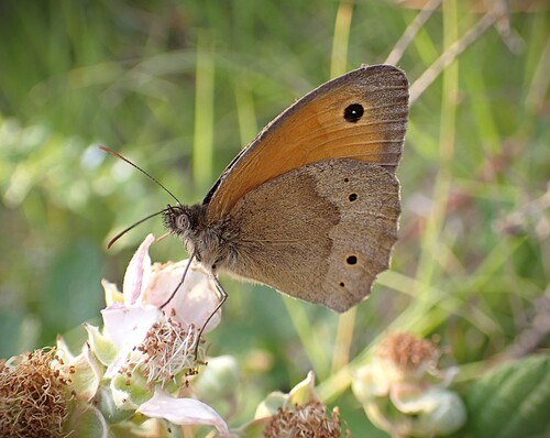Meadow Brown