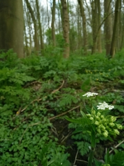 Anthriscus sylvestris