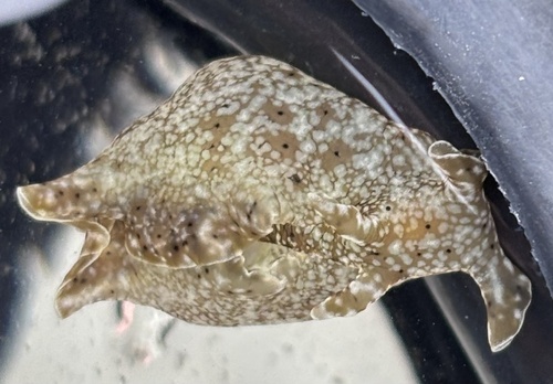 Reticulated sea hare