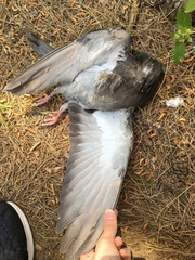 Columba livia domestica