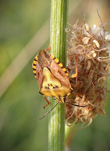 Black-shouldered Shieldbug