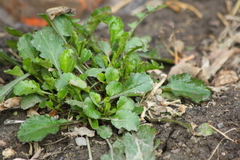 Leucanthemum vulgare