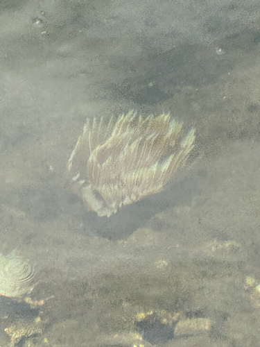 Sabellastarte spectabilis observed 2026-06-23