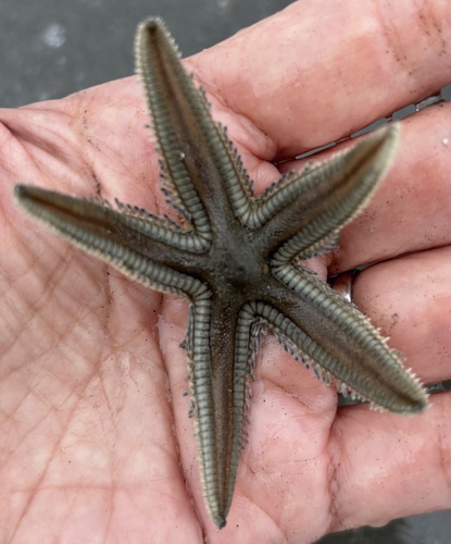 Astropecten vappa
