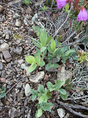 Vaccinium deliciosum, photograph 4