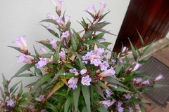 Strobilanthes anisophyllus